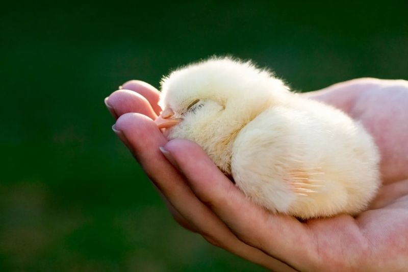 Tỏa sáng hơn trên mạng xã hội với avatar vịt vàng cute ngộ nghĩnh Tỏa sáng hơn trên mạng xã hội với avatar vịt vàng cute ngộ nghĩnh