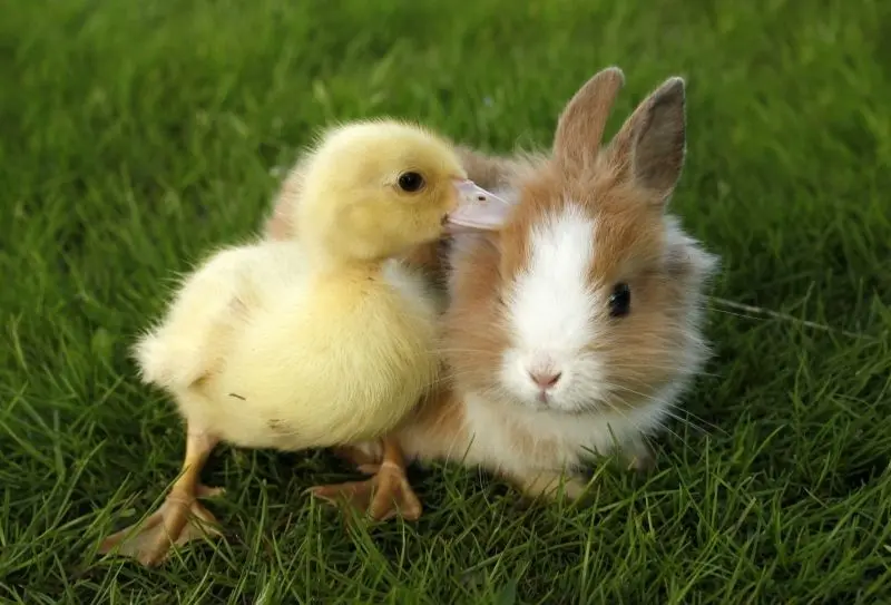 Thêm phần sinh động với avatar vịt vàng cute cực chất Thêm phần sinh động với avatar vịt vàng cute cực chất