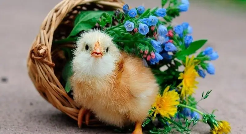 Avatar vịt vàng cute mang lại cảm giác vui tươi mỗi ngày Avatar vịt vàng cute mang lại cảm giác vui tươi mỗi ngày