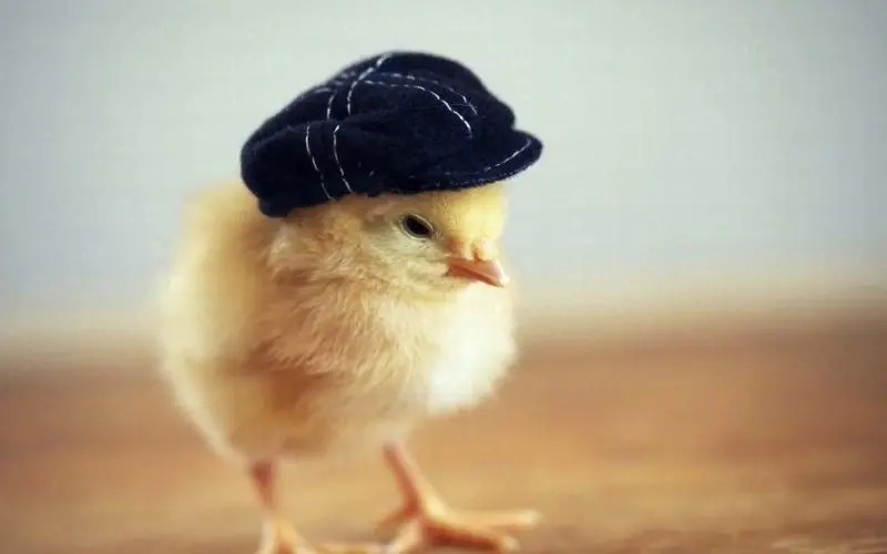 Làm mới phong cách cá nhân với avatar vịt vàng cute độc lạ Làm mới phong cách cá nhân với avatar vịt vàng cute độc lạ