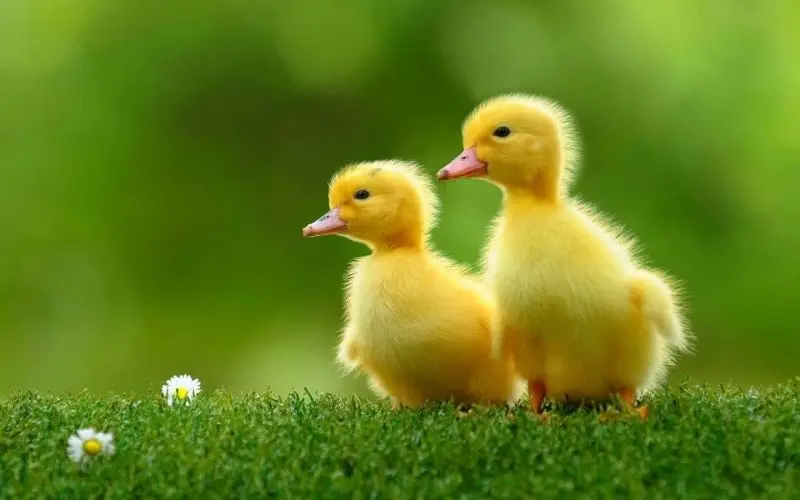 Tăng lượt like với avatar vịt vàng cute siêu dễ thương Tăng lượt like với avatar vịt vàng cute siêu dễ thương