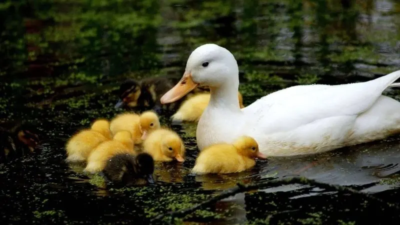 Phong cách nổi bật với avatar vịt vàng cute đáng yêu Phong cách nổi bật với avatar vịt vàng cute đáng yêu