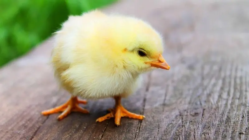 Gần gũi và thú vị với avatar vịt vàng cute siêu ngộ nghĩnh Gần gũi và thú vị với avatar vịt vàng cute siêu ngộ nghĩnh