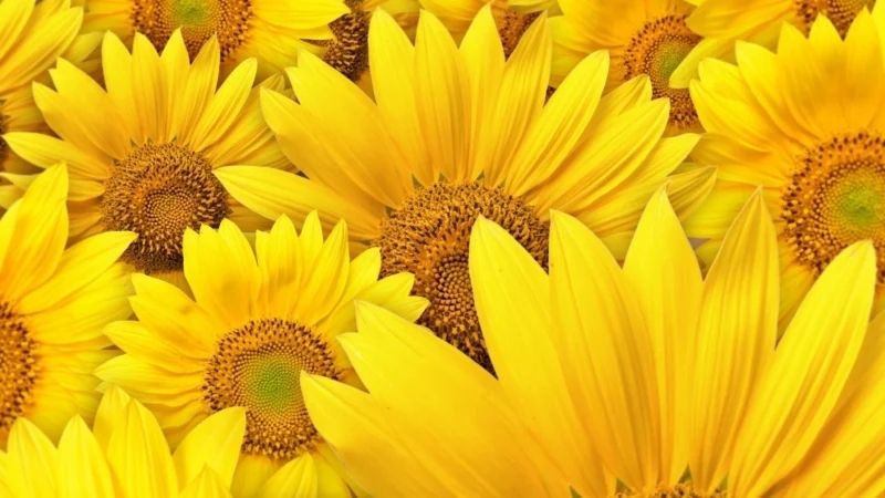 Tăng cường năng lượng với hình nền màu vàng cho máy tính Tăng cường năng lượng với hình nền màu vàng cho máy tính