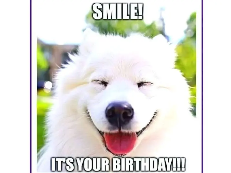 Happy birthday meme mang đến sự tươi mới cho ngày sinh nhật
