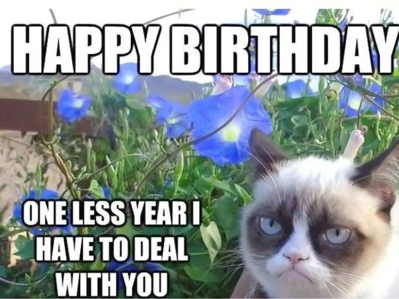 Happy birthday meme thú vị cho những ai yêu thích sự vui nhộn