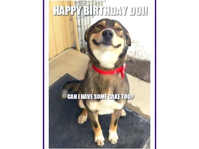 Happy birthday meme giúp không khí sinh nhật thêm phần thú vị