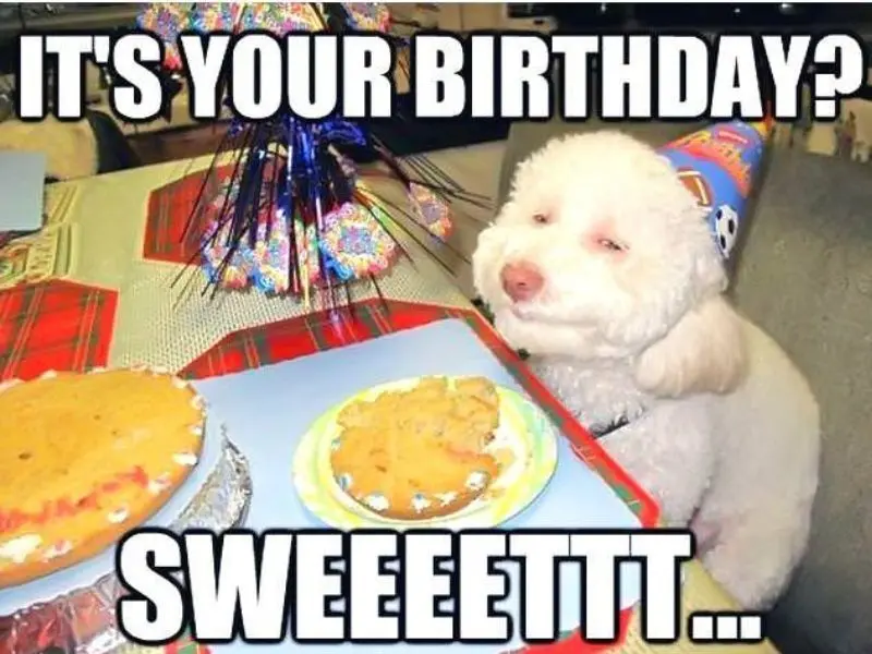 Happy birthday meme giúp người nhận cảm thấy bất ngờ và hạnh phúc