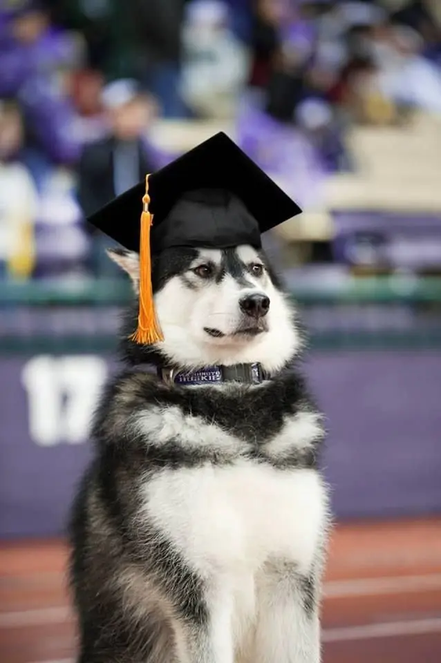 Meme dog tốt nghiệp hài hước