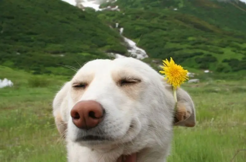 Meme dog cute và dễ thương