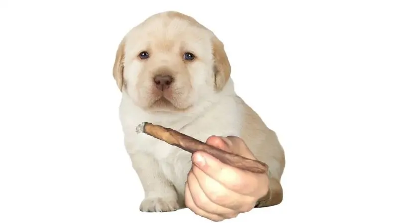 Meme dog làm điếu không hài hước