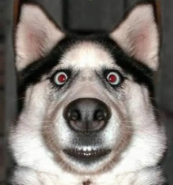 Meme dog chó mắt đỏ hài hước