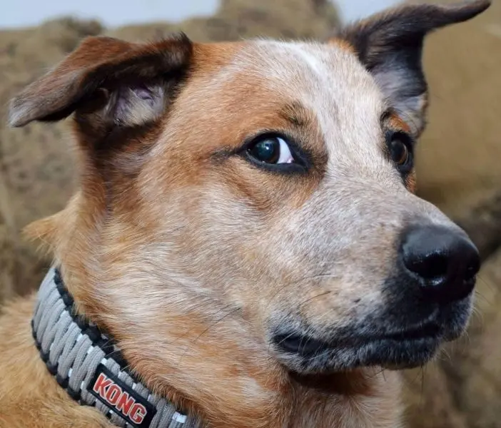 Meme dog với nét mặt ngây ngô