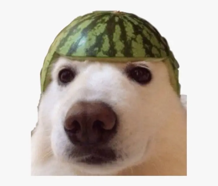 Meme dog với ánh mắt tinh nghịch