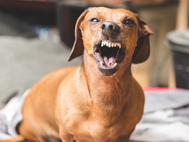 Meme dog làm người xem bật cười