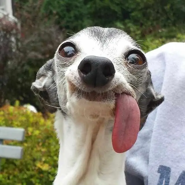 Meme dog thè lưỡi hài hước, đáng yêu