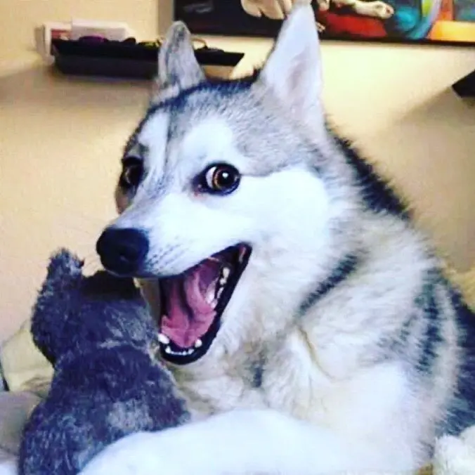 Meme dog với gương mặt hớn hở hài hước