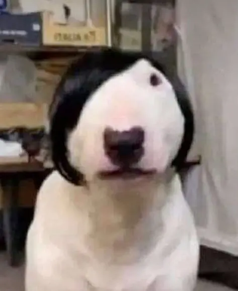 Meme dog boy 2 mái hài hước, độc đáo