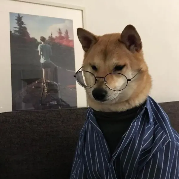 Meme dog đeo kính hài hước và độc đáo