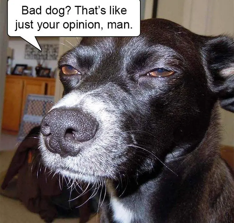 Meme dog thu hút sự chú ý