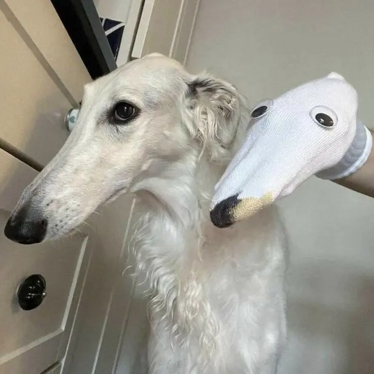 Meme dog với biểu cảm hài hước và độc đáo