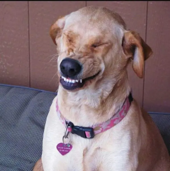 Meme dog với biểu cảm hài hước và thí vị