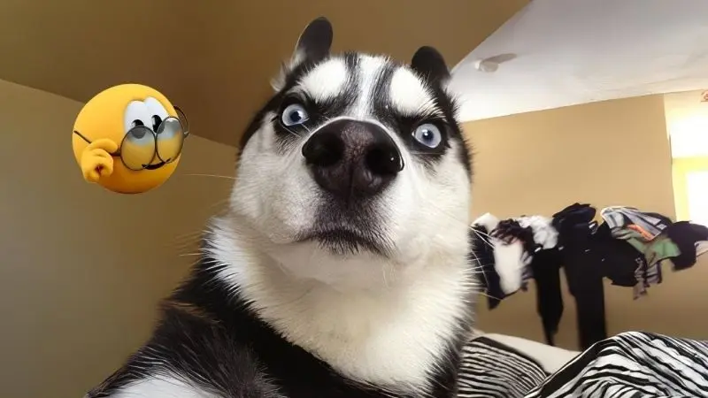 Meme dog với biểu cảm gương mặt buồn cười