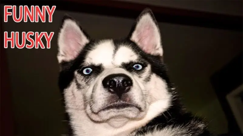 Meme dog funny hài hước và thú vị