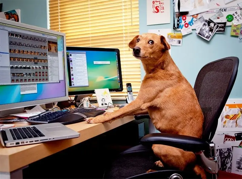 Meme dog ngồi dùng máy tính hài hước và độc đáo