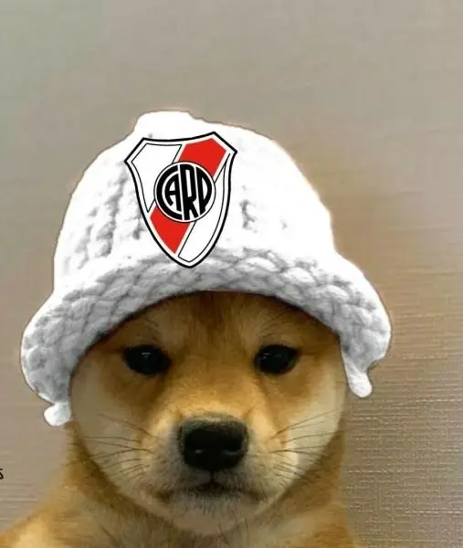 Meme dog với biểu cảm đáng yêu