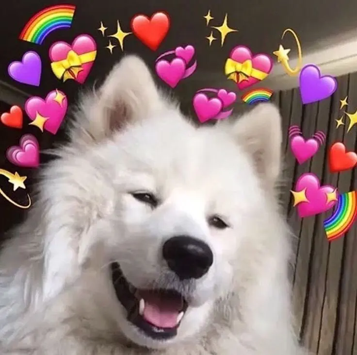 Meme dog ngộ nghĩnh và hài hước