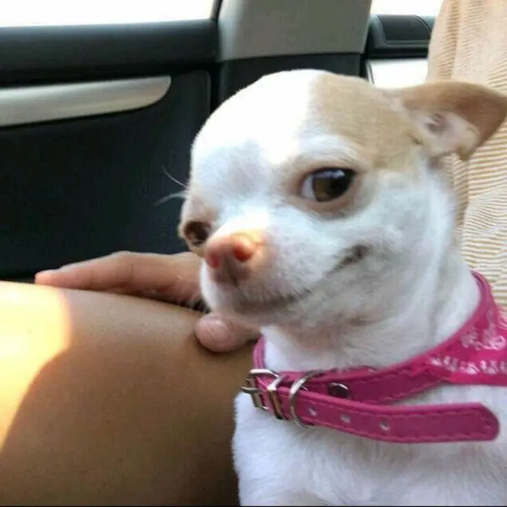 Meme dog với gương mặt ngây thơ