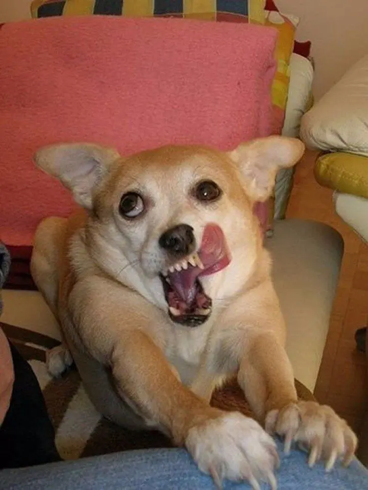 Meme dog với vẻ mặt lém lỉnh