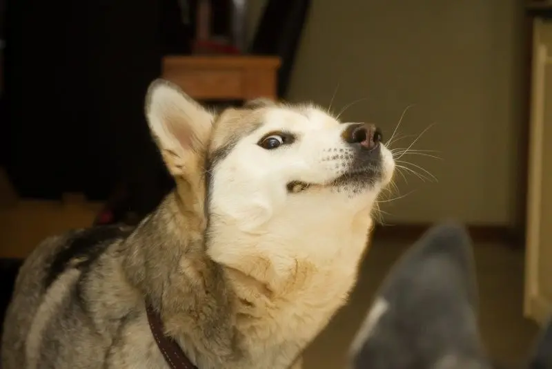 Meme dog với gương mặt gợi đòn