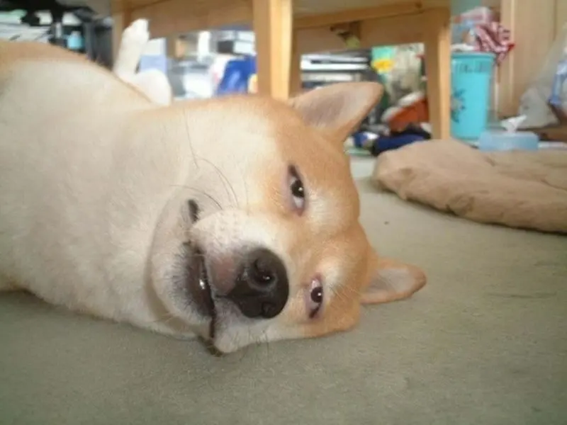 Meme dog với gương mặt mệt mỏi