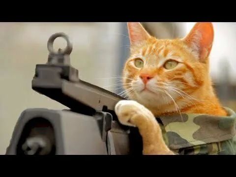 Meme cầm súng mang lại tiếng cười cho người xem