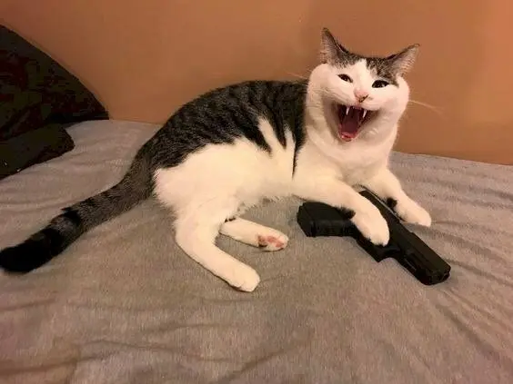 Meme cầm súng làm người xem bật cười