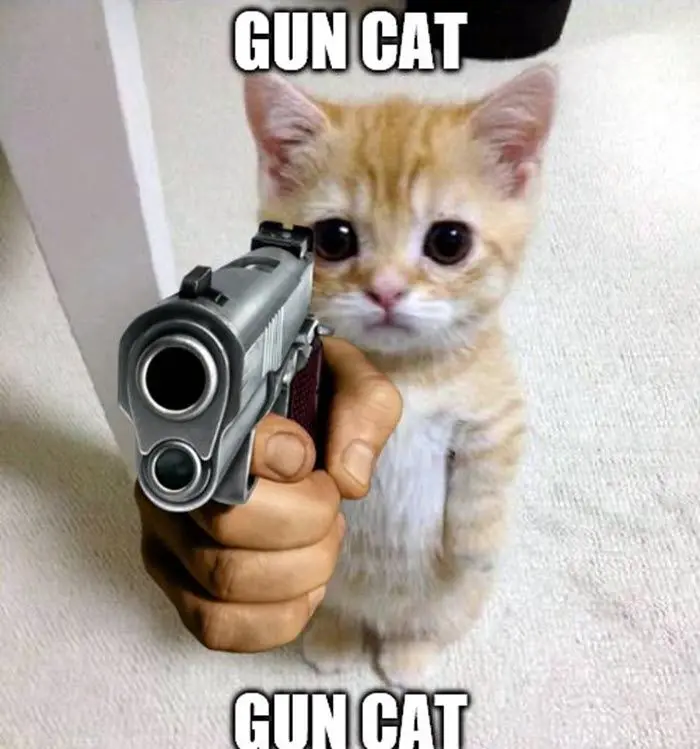 Meme mèo cầm súng hài hước, thú vị