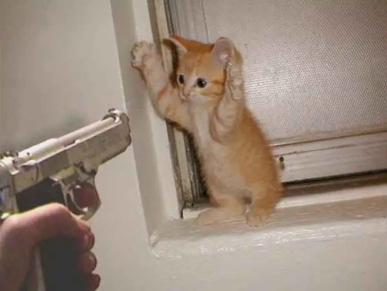 Meme mèo đầu hàng hài hước