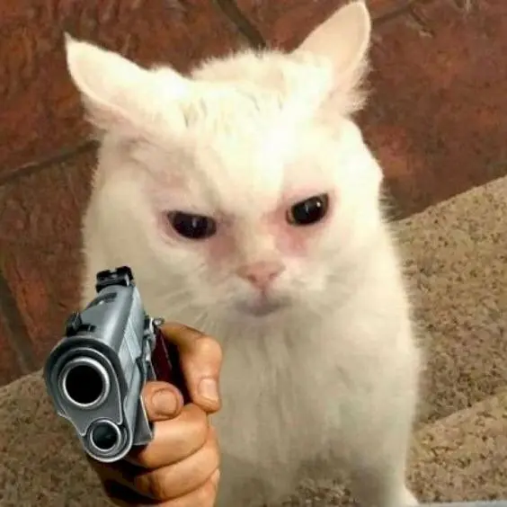 Meme mèo cầm súng với biểu cảm hài hước
