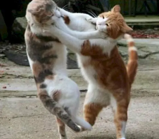 Meme tát hài hước khiến mọi người thích thú