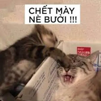 Meme tát hài hước đem lại nụ cười