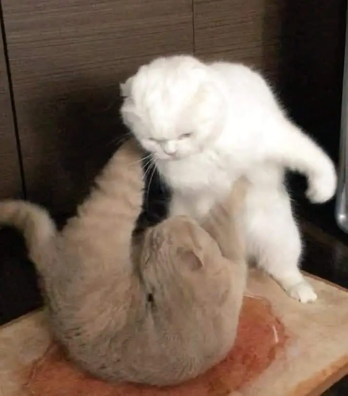 Meme mèo tát hài hước và độc đáo