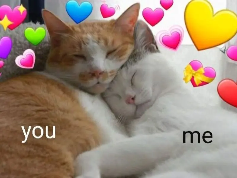 Meme tình yêu dễ hiểu và hài hước