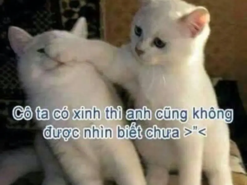 Meme tình yêu mang lại tiếng cười cho người xem