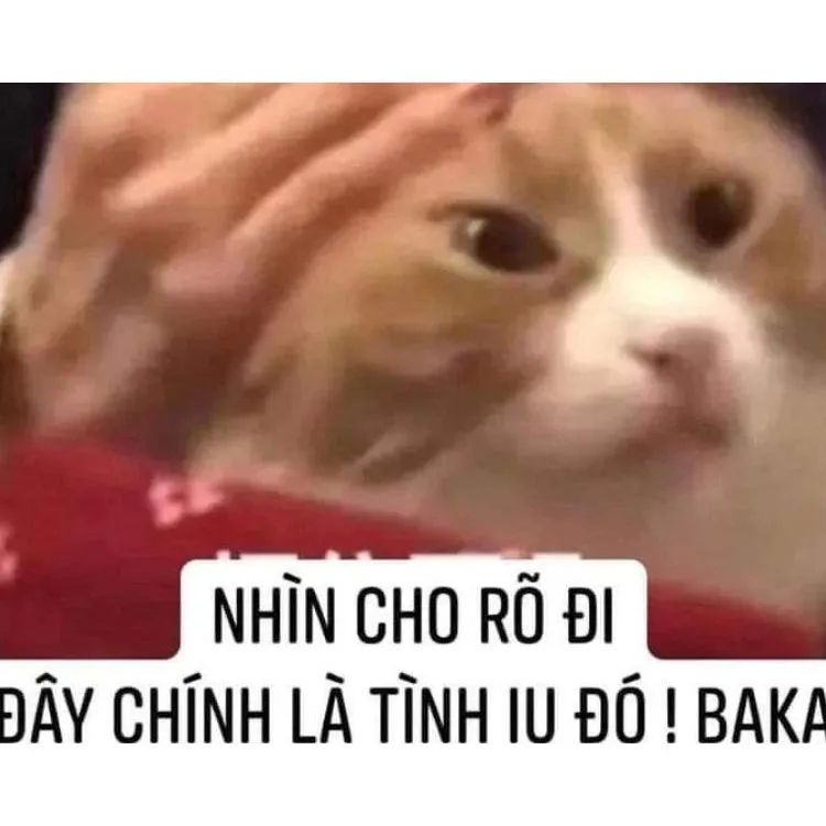 Meme tình yêu với các câu nói hài hước