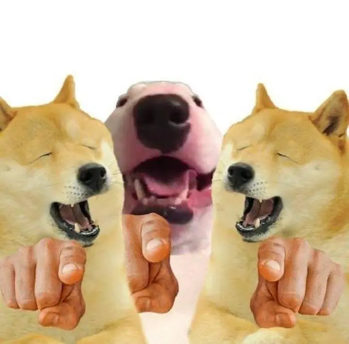 Meme chó shiba chỉ tay hài hước