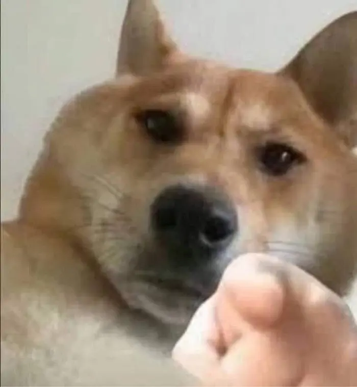 Meme chỉ tay ngộ nghĩnh làm người xem bật cười