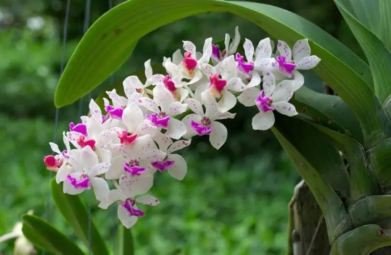 Khu vườn hoa lan đẹp với sắc hoa rực rỡ đầy quyến rũ. Khu vườn hoa lan đẹp với sắc hoa rực rỡ đầy quyến rũ.