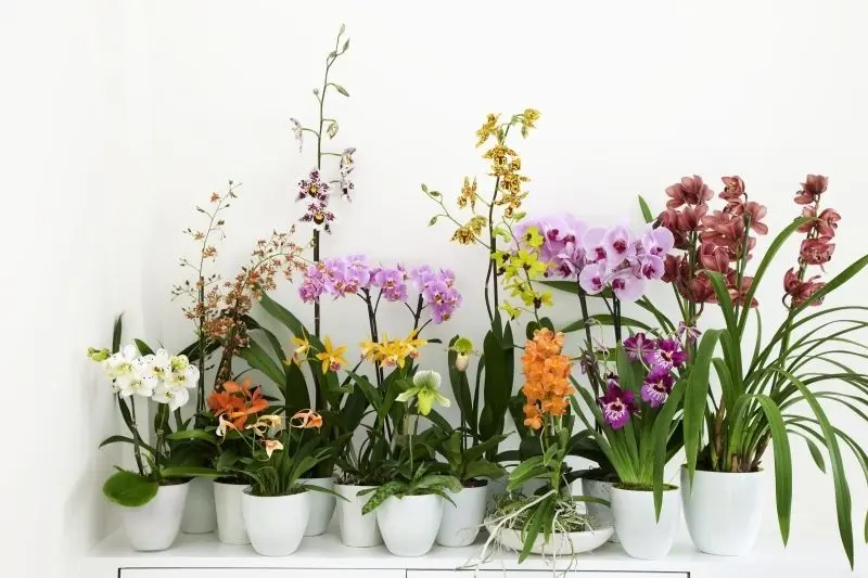 Chiêm ngưỡng khu vườn hoa lan đẹp, nơi thiên nhiên tỏa sáng. Chiêm ngưỡng khu vườn hoa lan đẹp, nơi thiên nhiên tỏa sáng.